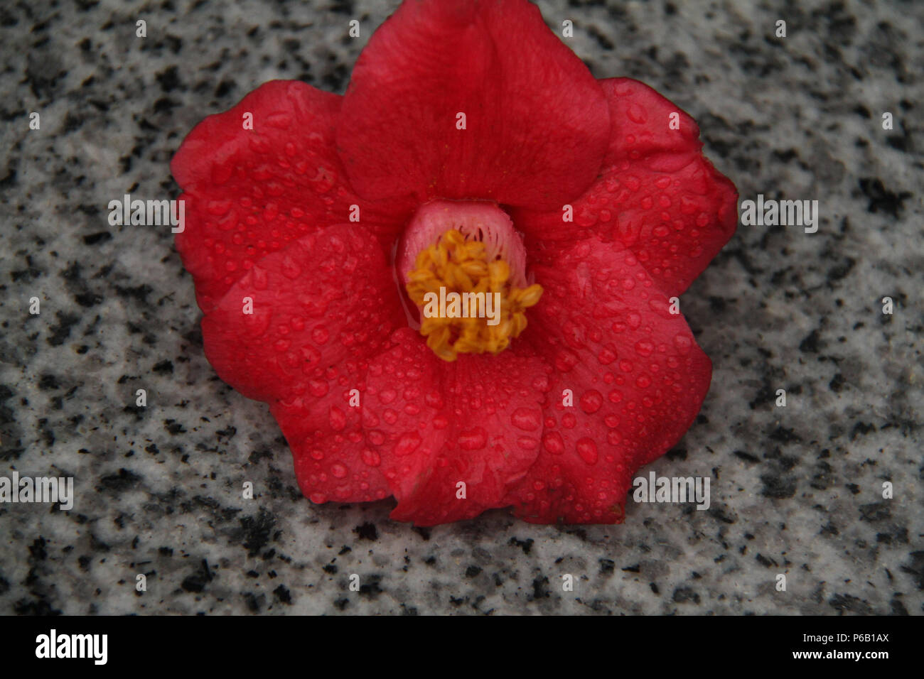 Fleur Camellia rouge avec gouttes de pluie, isolée sur le dessus de granit Banque D'Images