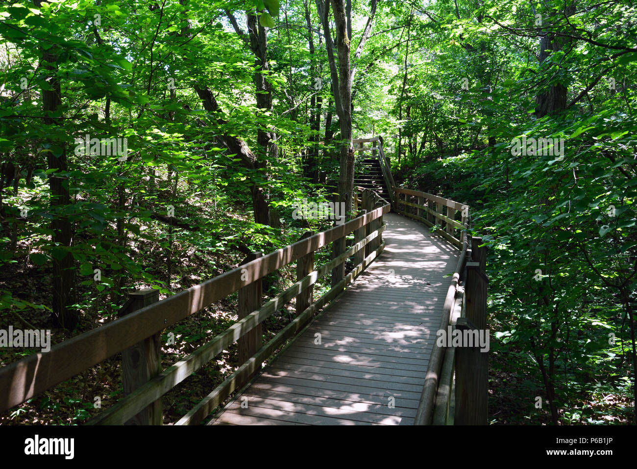 Promenade à travers une savane de chênes sur la dune piste de la relève dans l'ouest de la plage Indiana Dunes National Park Banque D'Images