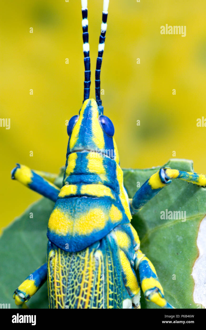 Poekilocerus pictus, peint ou de couleur ou ak grasshopper trouvés dans le sous-continent indien se nourrit de la plante toxique Calotropis gigantea Banque D'Images