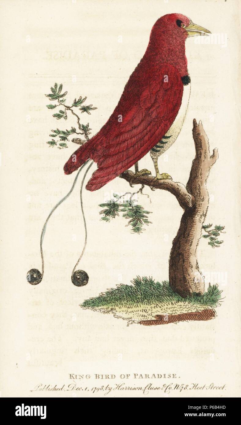 Le roi oiseau du paradis, Cicinnurus regius. Illustration copiée de Pierre Sonnerat. Coloriée à la gravure sur cuivre à partir de 'Le Naturalist's Pocket Magazine," Harrison, Londres, 1799. Banque D'Images