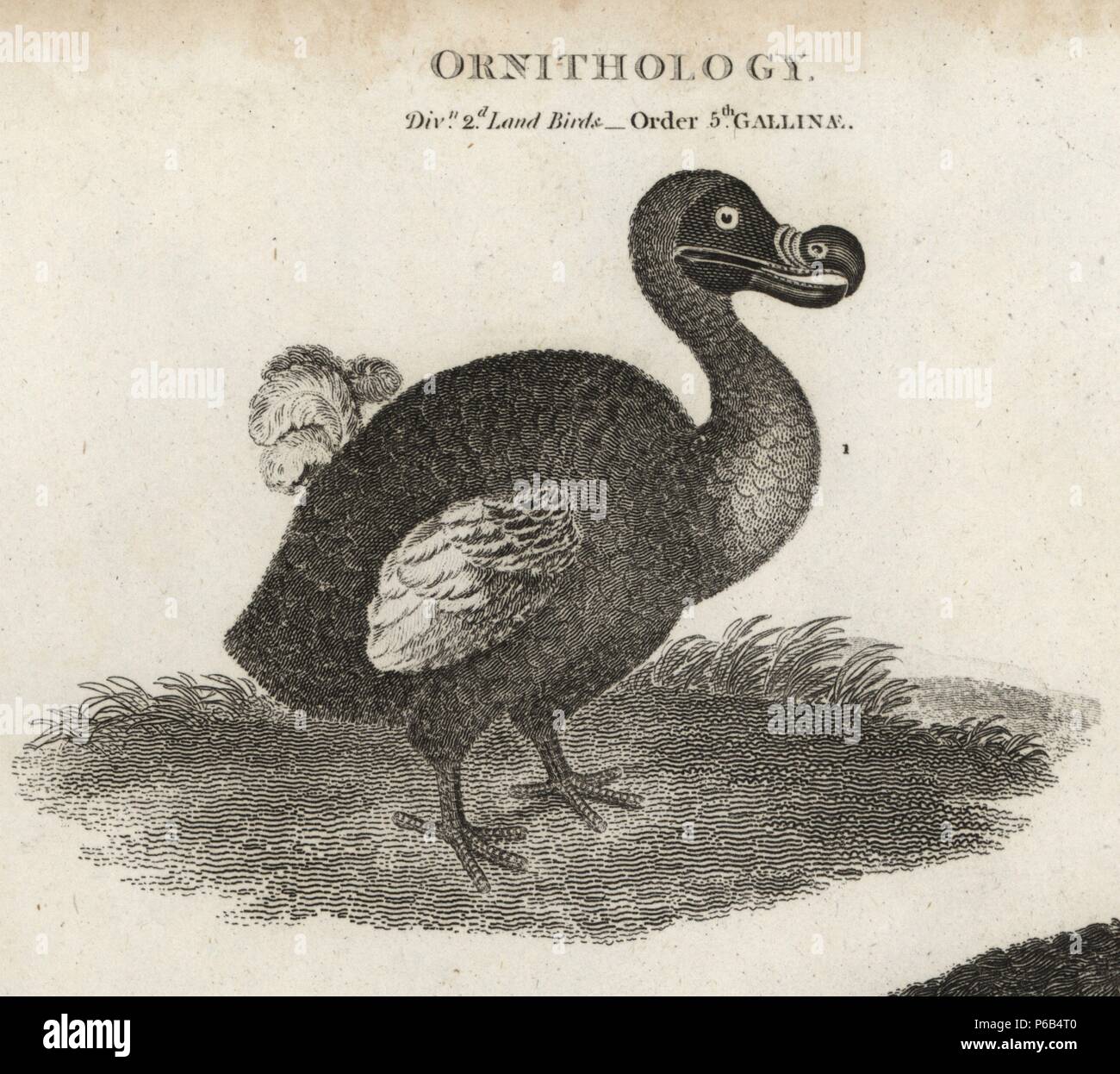 Raphus Cucullatus Dodo Oiseau Disparu La Gravure Sur