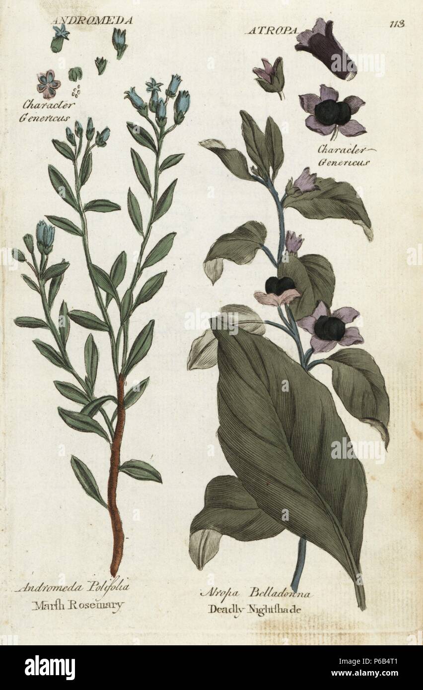 Rosemary Marsh, Andromeda polifolia, et belladone, Atropa belladonna. Botanique coloriée à la gravure sur cuivre par un artiste inconnu de 'Culpeper's English Médecin de famille ; ou médicale élargie aux herbes, avec plusieurs centaines d'autres plantes, principalement de Sir John Hill,' par Joshua Hamilton, London, W. Locke, 1792. Banque D'Images