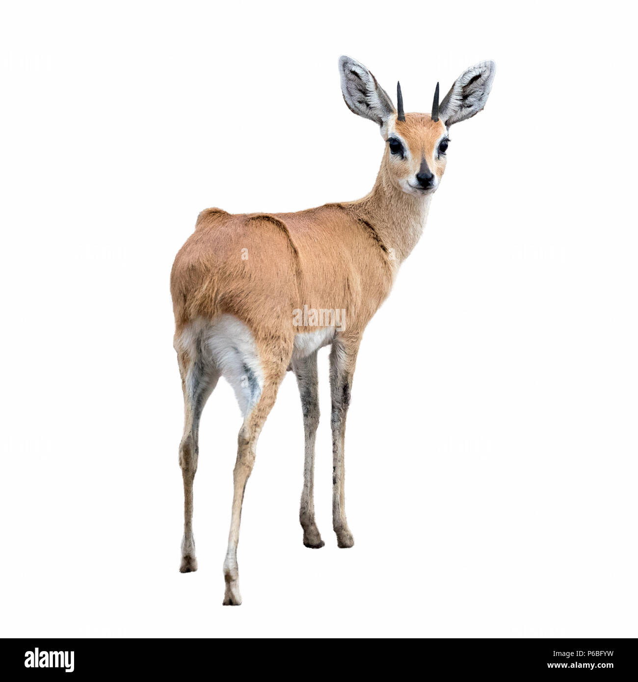 Un adulte steenbok isolé sur fond blanc. Le steenbok est le plus petit d'antilopes en Afrique australe et orientale. Banque D'Images