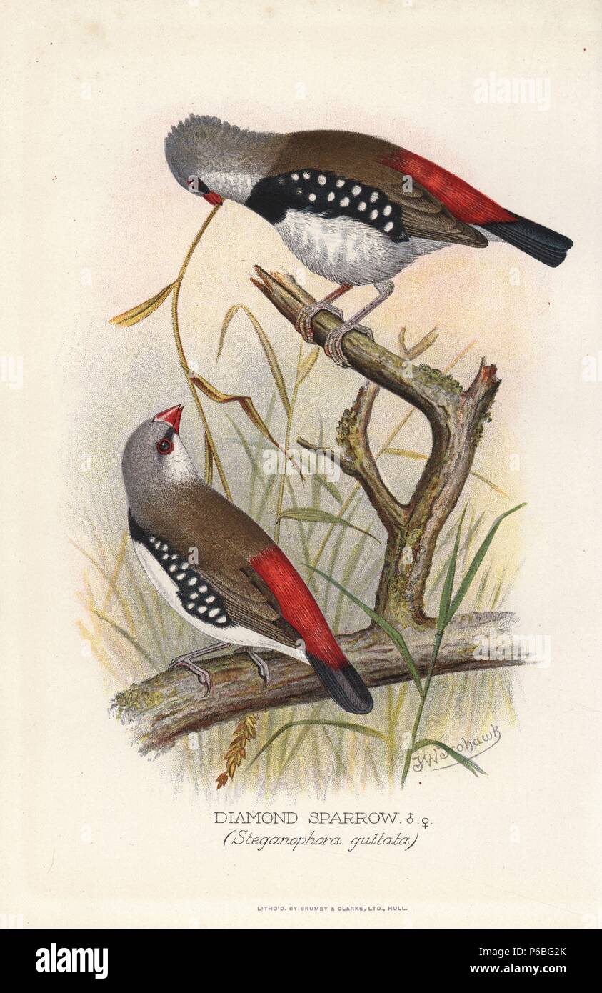 Diamond firetail, Stagonopleura guttata. (Diamond Sparrow, Steganophora guttata) Chromolithographie par Brumby et Clarke d'après une peinture de Frederick William Frohawk de Arthur Gardiner Butler's 'Les pinsons en captivité à l'étranger, Londres, 1899. Banque D'Images