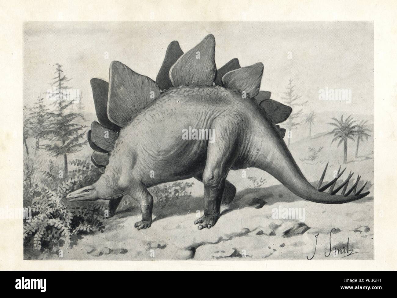 Le Stegosaurus ungulatus espèces douteuses, Stegosaurus armatus, peut-être l'ère jurassique, Amérique du Nord. Illustration par J. Smit de H. N. Hutchinson's 'disparue monstres et créatures d'autres jours, Chapman and Hall, Londres, 1894. Banque D'Images