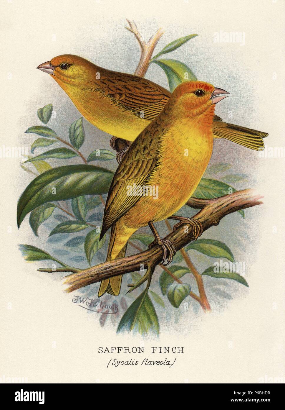 Sicalis flaveola Saffron Finch,. Chromolithographie par Brumby et Clarke d'après une peinture de Frederick William Frohawk de Arthur Gardiner Butler's 'Les pinsons en captivité à l'étranger, Londres, 1899. Banque D'Images