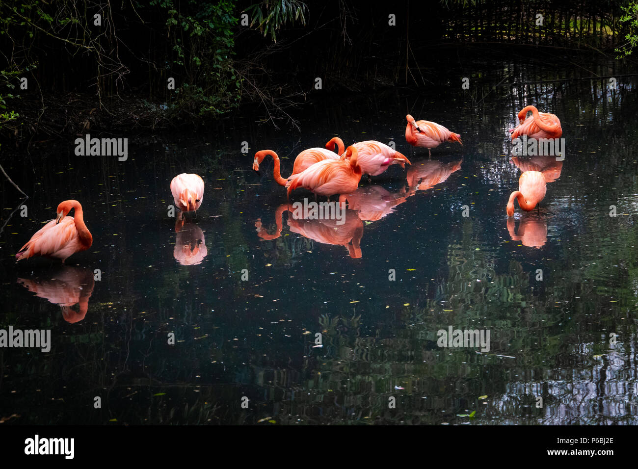 Série de photos représentant différentes espèces d'oiseaux et d'amphibiens dans un articiafial oasis Banque D'Images