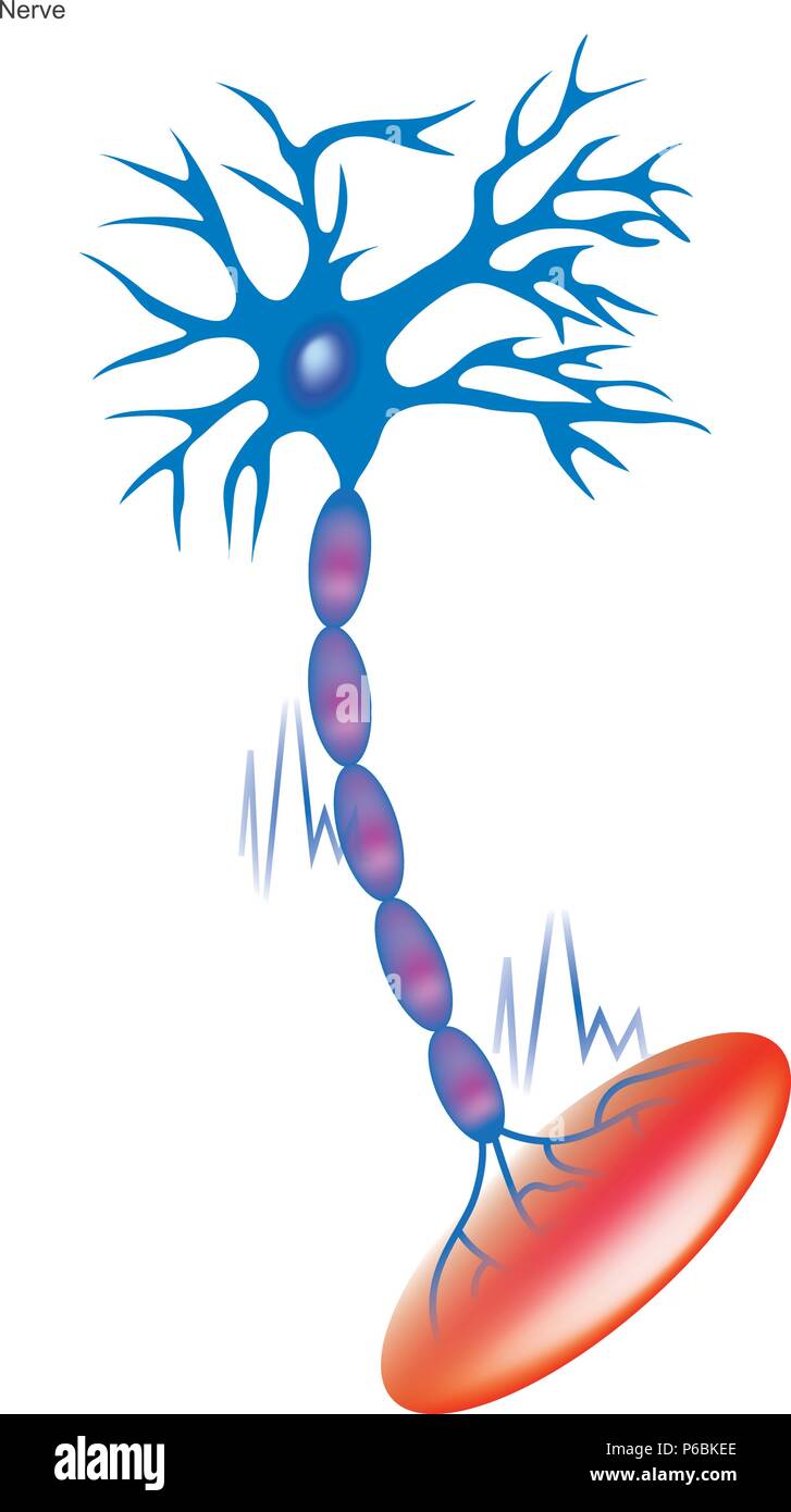 Les cellules nerveuses. Illustration infographie. Illustration de Vecteur