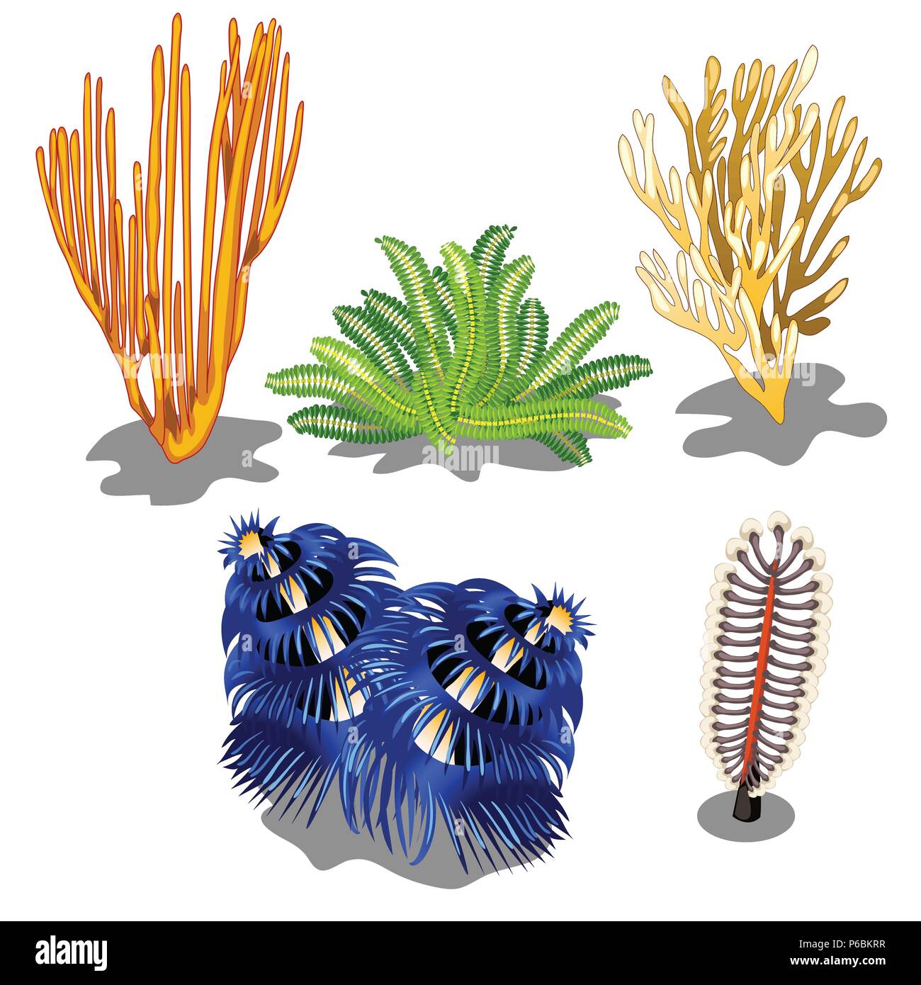 Ensemble d'algues marines colorées et créatures sous-marines isolé sur fond blanc. Vector illustration. Illustration de Vecteur