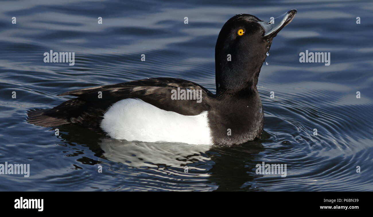 Canard touffeté mâle, eau potable Banque D'Images