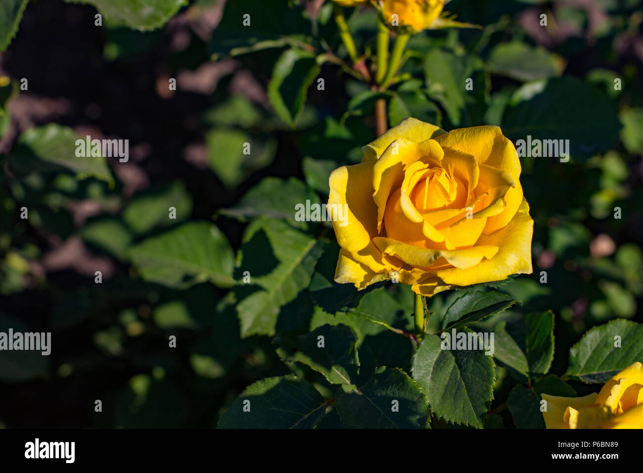 Beau buisson de roses jaunes dans un jardin de printemps. Jardin de roses. Banque D'Images