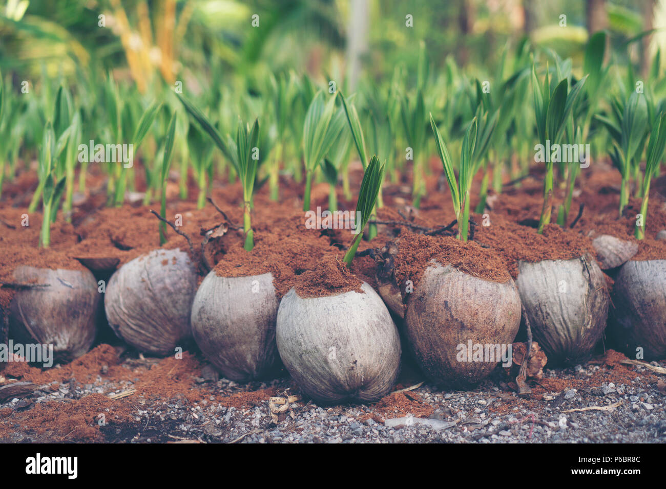 Celui de cocotier, les jeunes de la germination des graines de noix de — free download