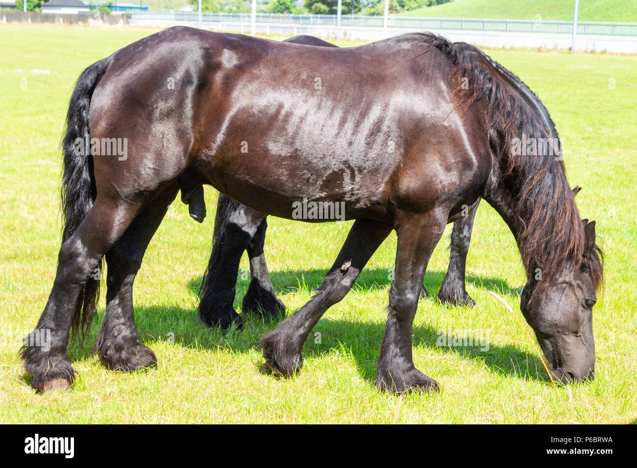 Equus caballus, brun foncé paire de chevaux qui broutent dans un champ Banque D'Images