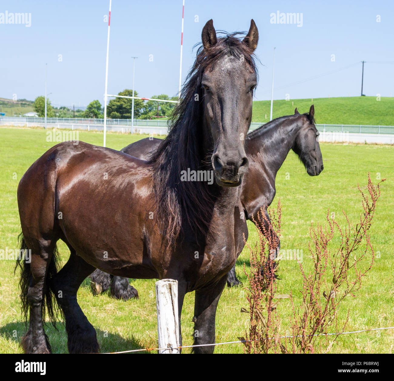 Equus caballus, brun foncé paire de chevaux qui broutent dans un champ Banque D'Images