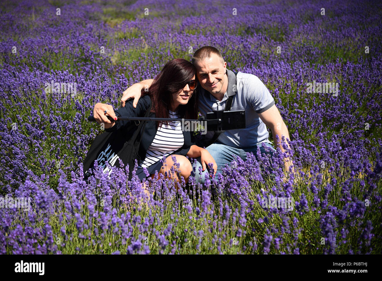 Un couple s'en selfies Lavender à Mayfield Lavender Farm à Sutton, au sud de Londres, comme la météo caniculaire est configuré pour continuer avec les températures devraient rester élevés dans la semaine. Banque D'Images