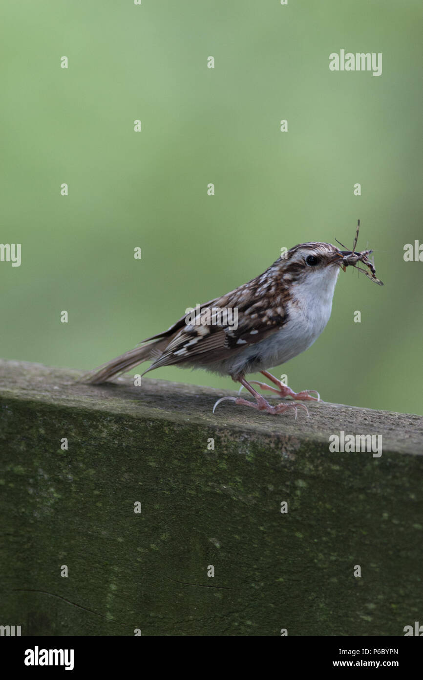 Bruant, Certhia familiaris adultes, avec la bouche pleine de nourriture pour les jeunes, UK Banque D'Images