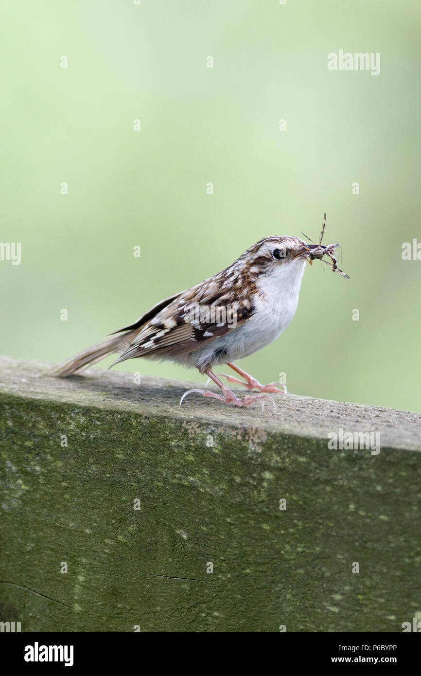 Bruant, Certhia familiaris adultes, avec la bouche pleine de nourriture pour les jeunes, UK Banque D'Images