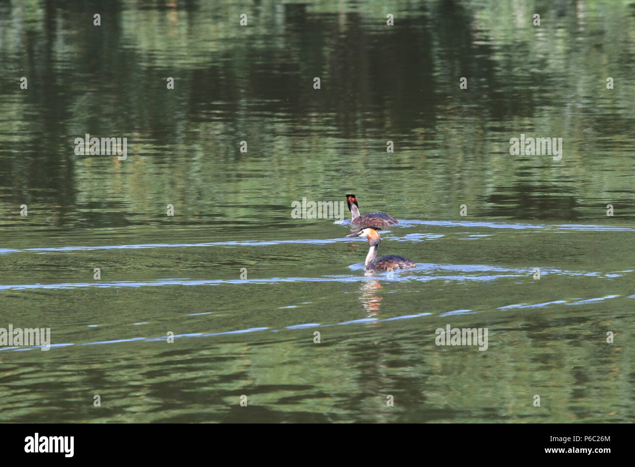 Grèbe huppé (Podiceps cristatus), North West England, UK Banque D'Images