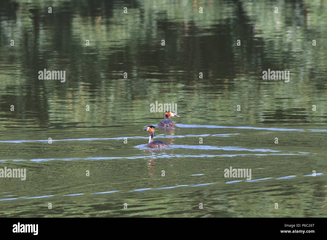 Grèbe huppé (Podiceps cristatus), North West England, UK Banque D'Images