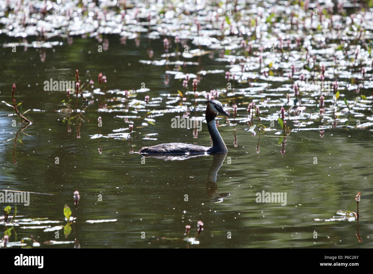 Grèbe huppé (Podiceps cristatus), North West England, UK Banque D'Images