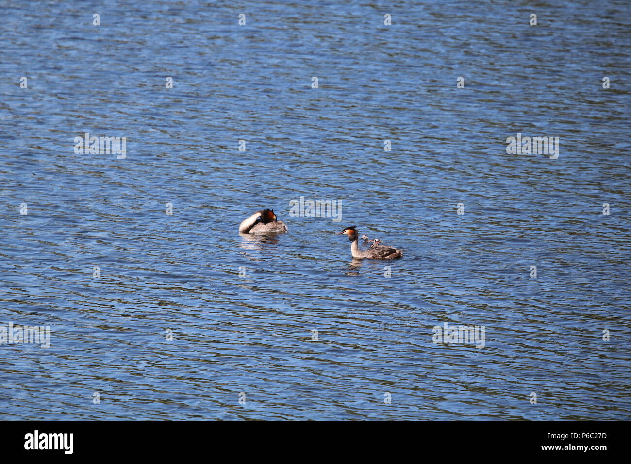 Grèbe huppé (Podiceps cristatus), North West England, UK Banque D'Images