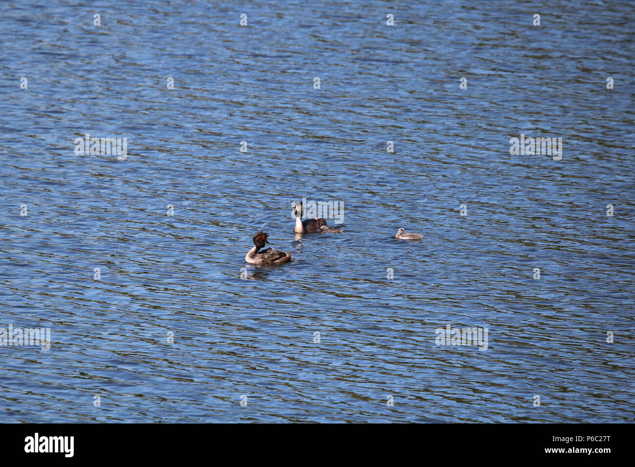 Grèbe huppé (Podiceps cristatus), North West England, UK Banque D'Images