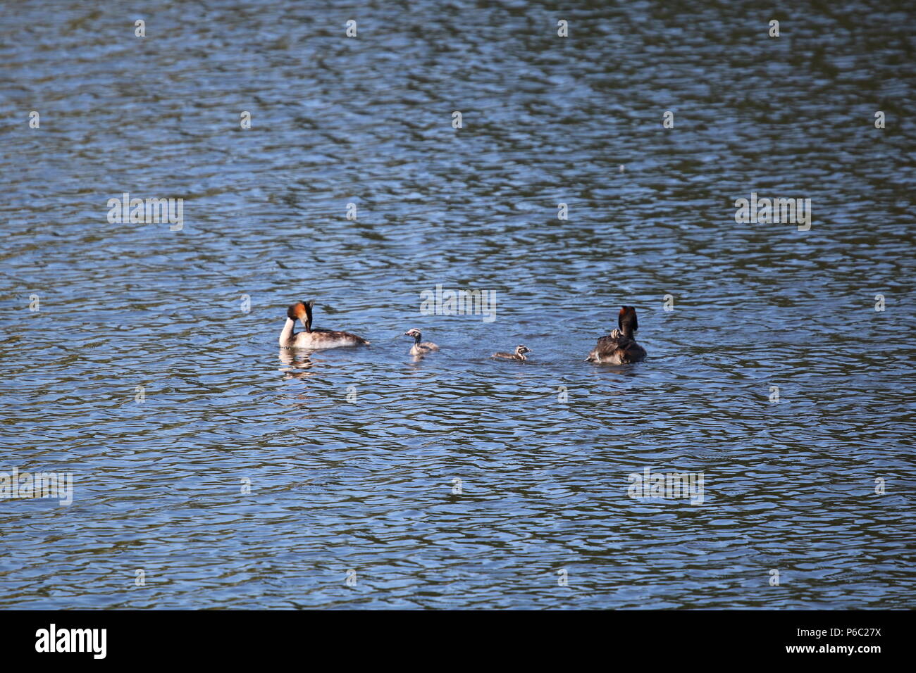 Grèbe huppé (Podiceps cristatus), North West England, UK Banque D'Images