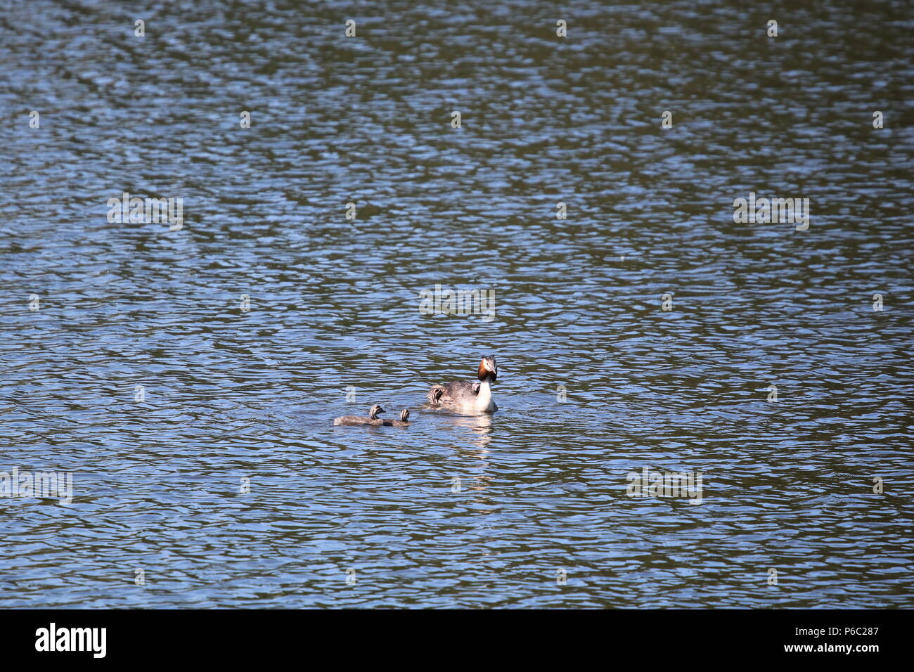 Grèbe huppé (Podiceps cristatus), North West England, UK Banque D'Images