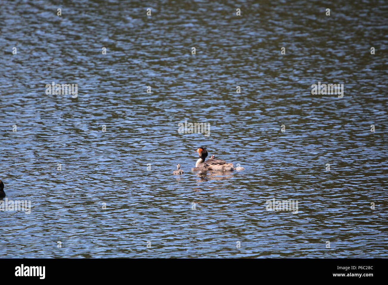 Grèbe huppé (Podiceps cristatus), North West England, UK Banque D'Images