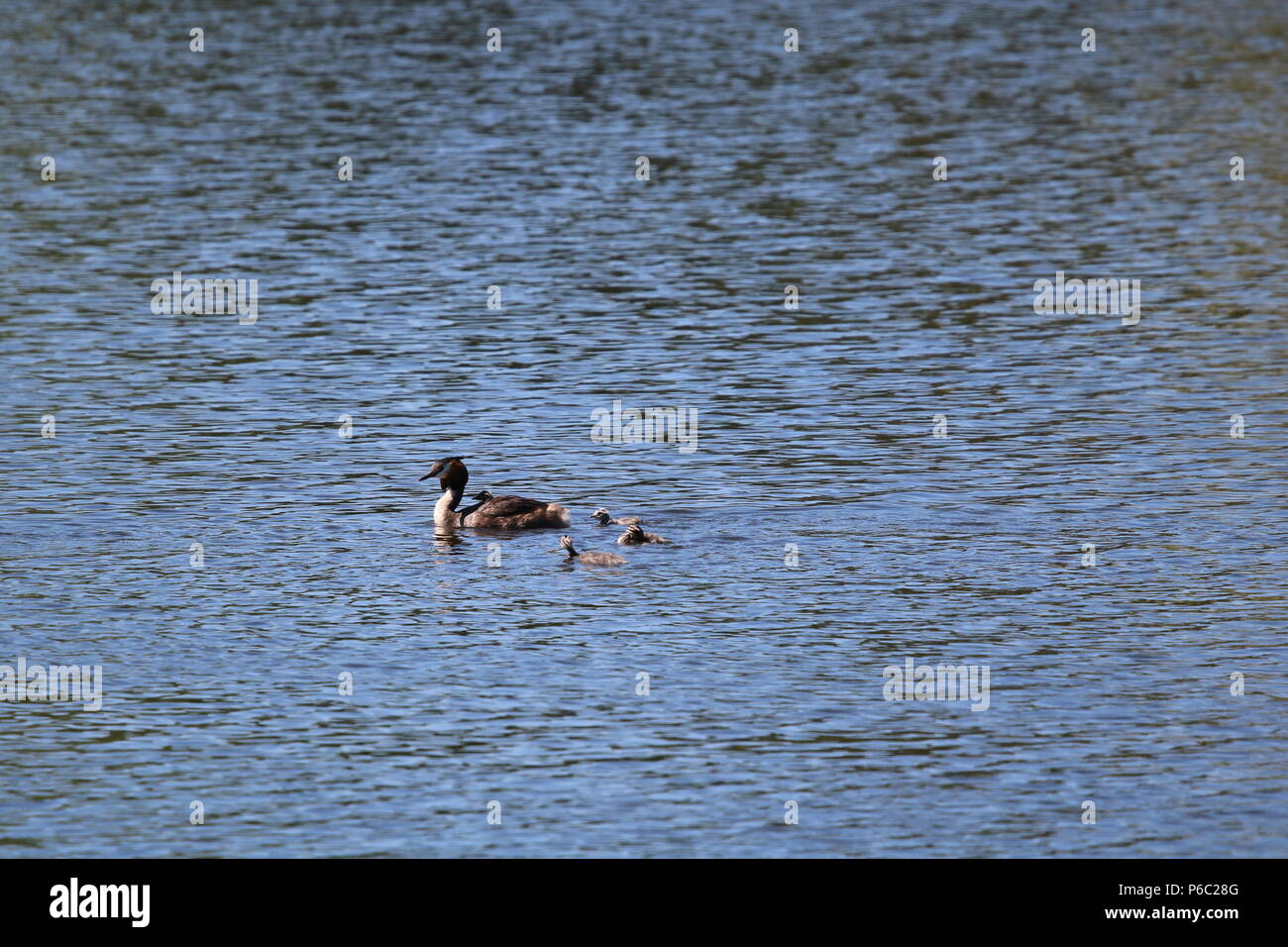 Grèbe huppé (Podiceps cristatus), North West England, UK Banque D'Images