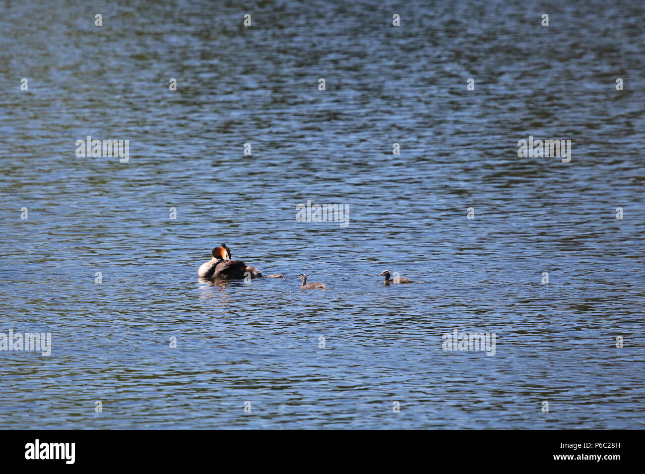 Grèbe huppé (Podiceps cristatus), North West England, UK Banque D'Images