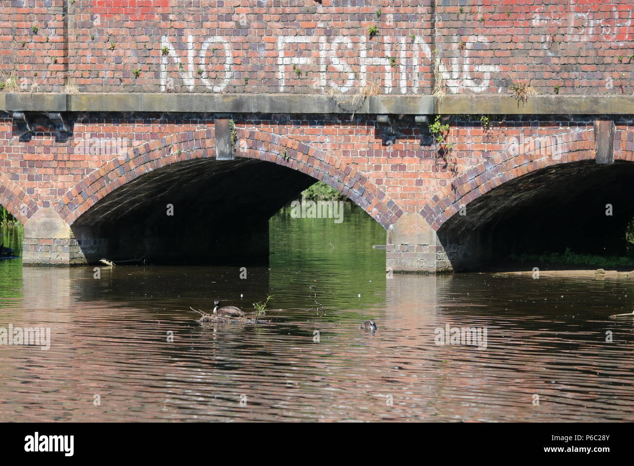 Grèbe huppé (Podiceps cristatus), North West England, UK Banque D'Images