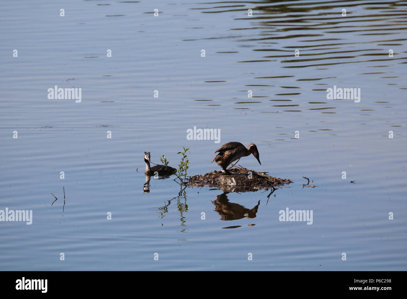 Grèbe huppé (Podiceps cristatus), North West England, UK Banque D'Images