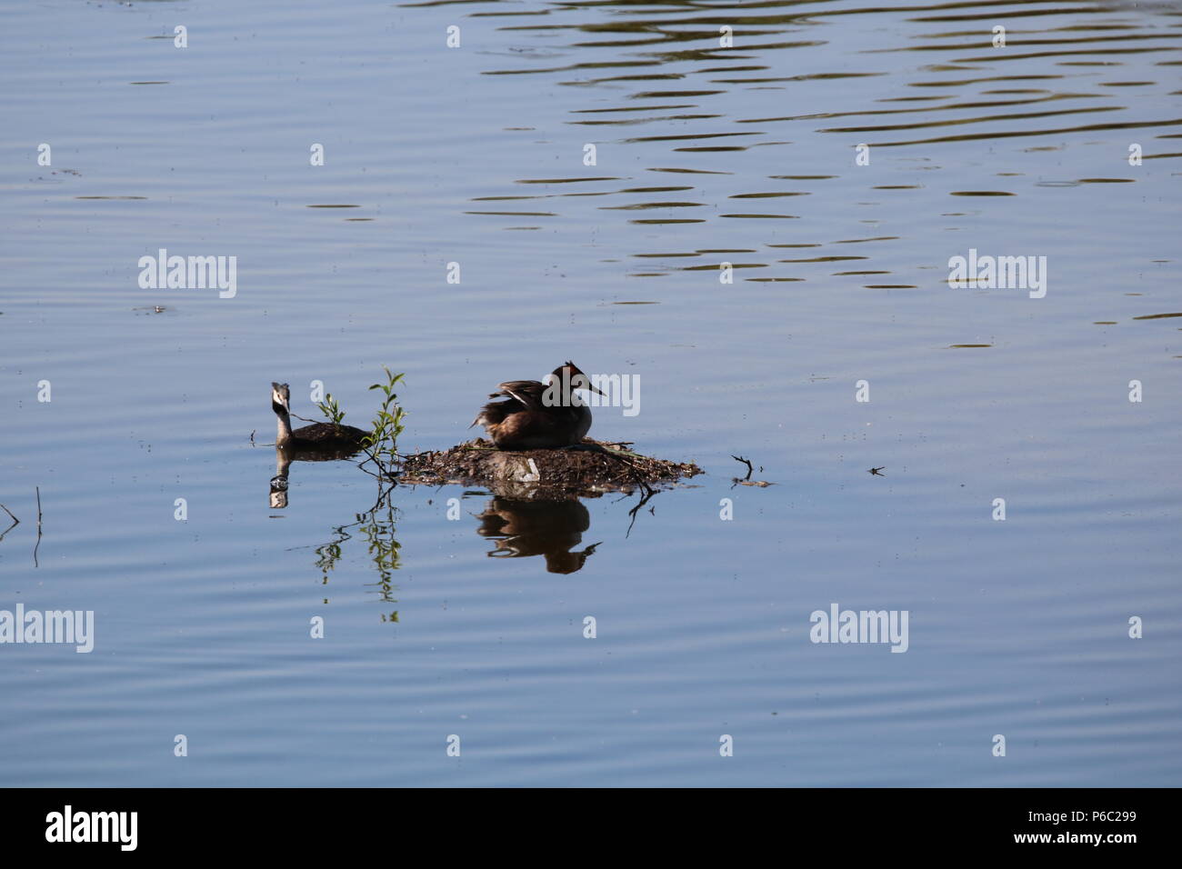 Grèbe huppé (Podiceps cristatus), North West England, UK Banque D'Images