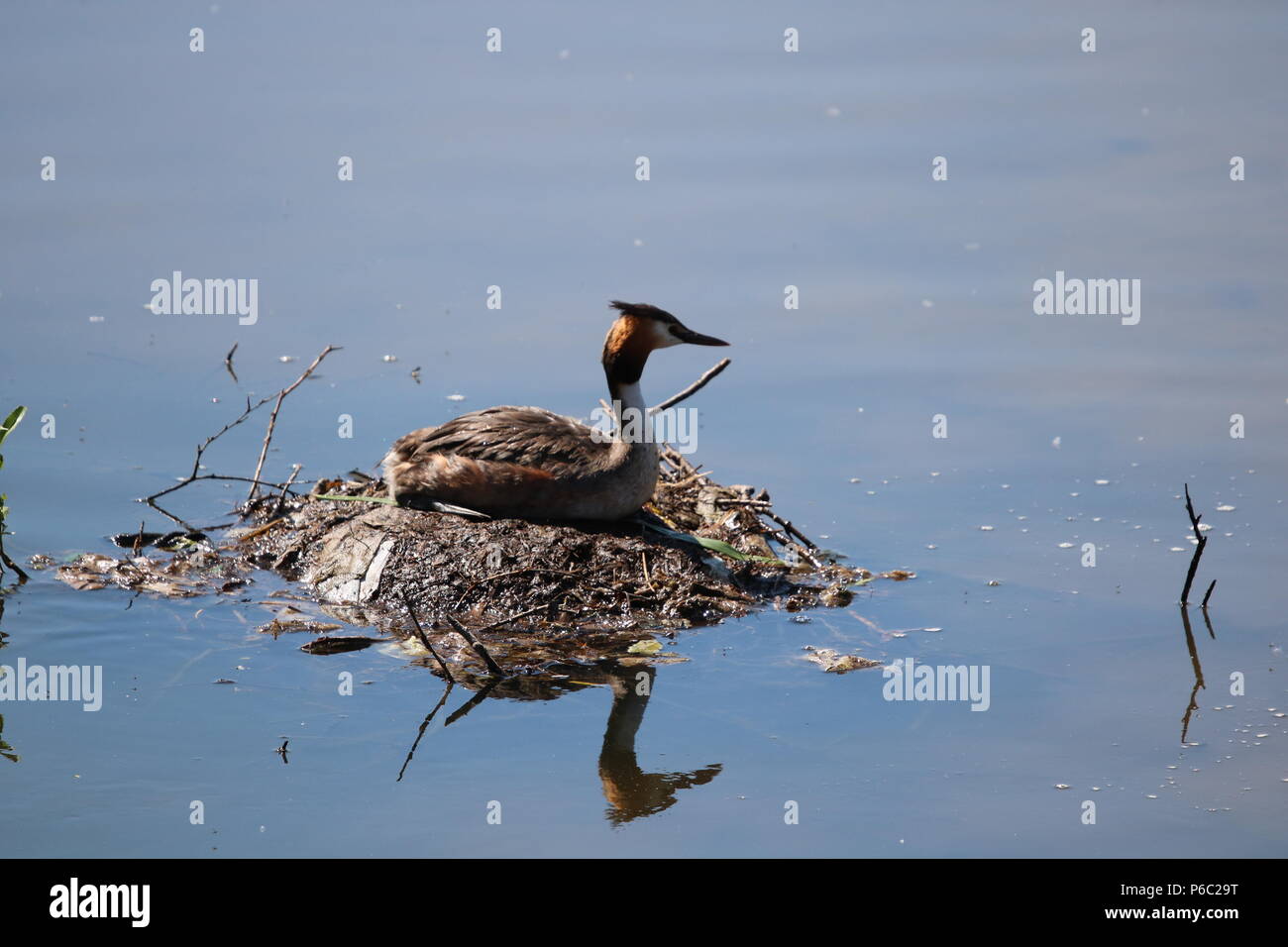 Grèbe huppé (Podiceps cristatus), North West England, UK Banque D'Images