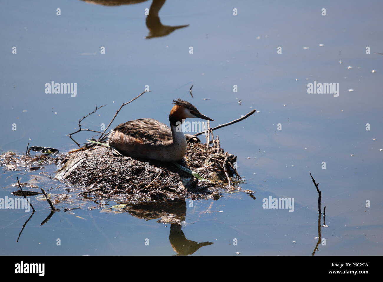 Grèbe huppé (Podiceps cristatus), North West England, UK Banque D'Images