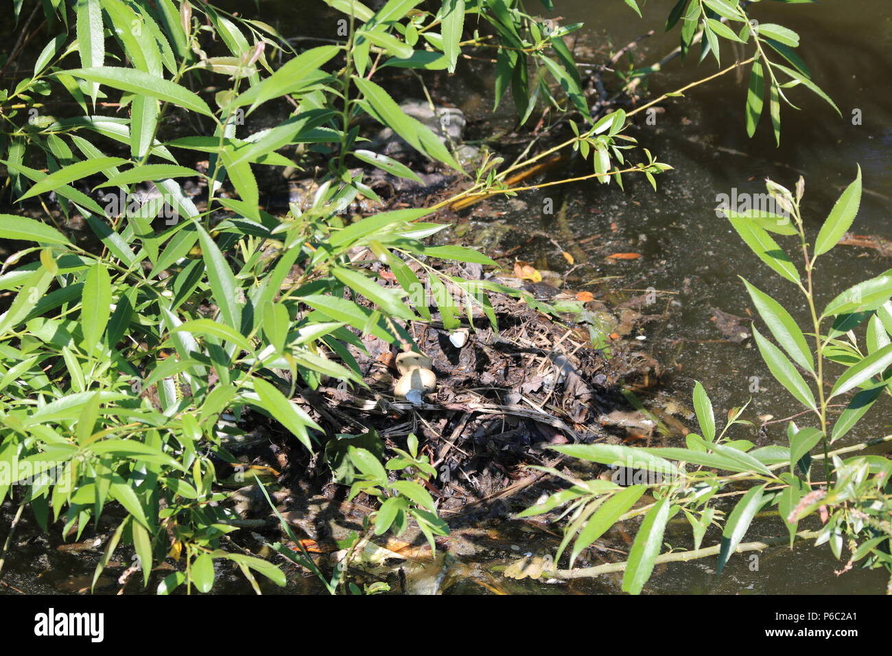 Grèbe huppé (Podiceps cristatus), North West England, UK Banque D'Images