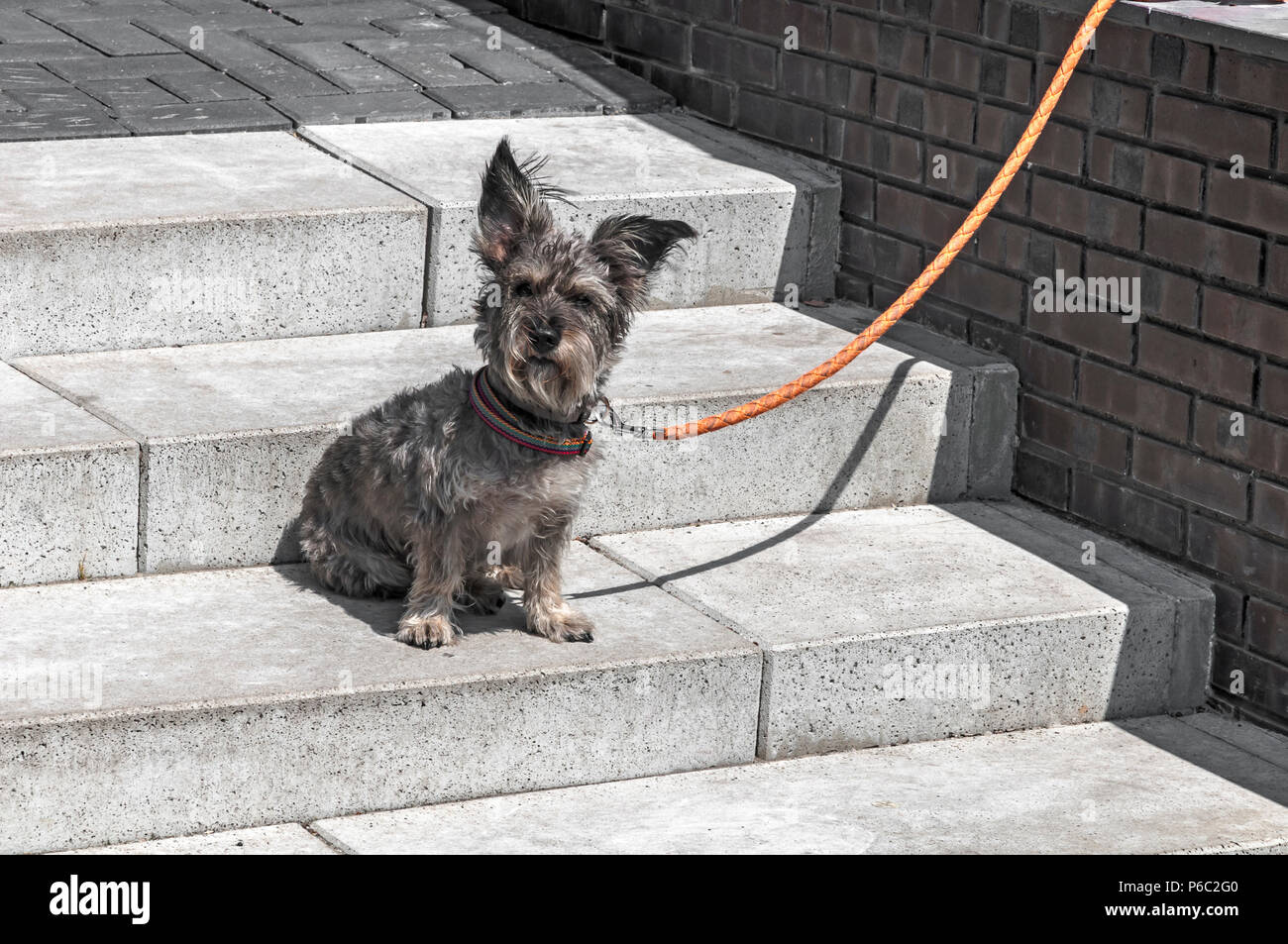 Adorable petit chien est assis sur un escalier en béton Banque D'Images