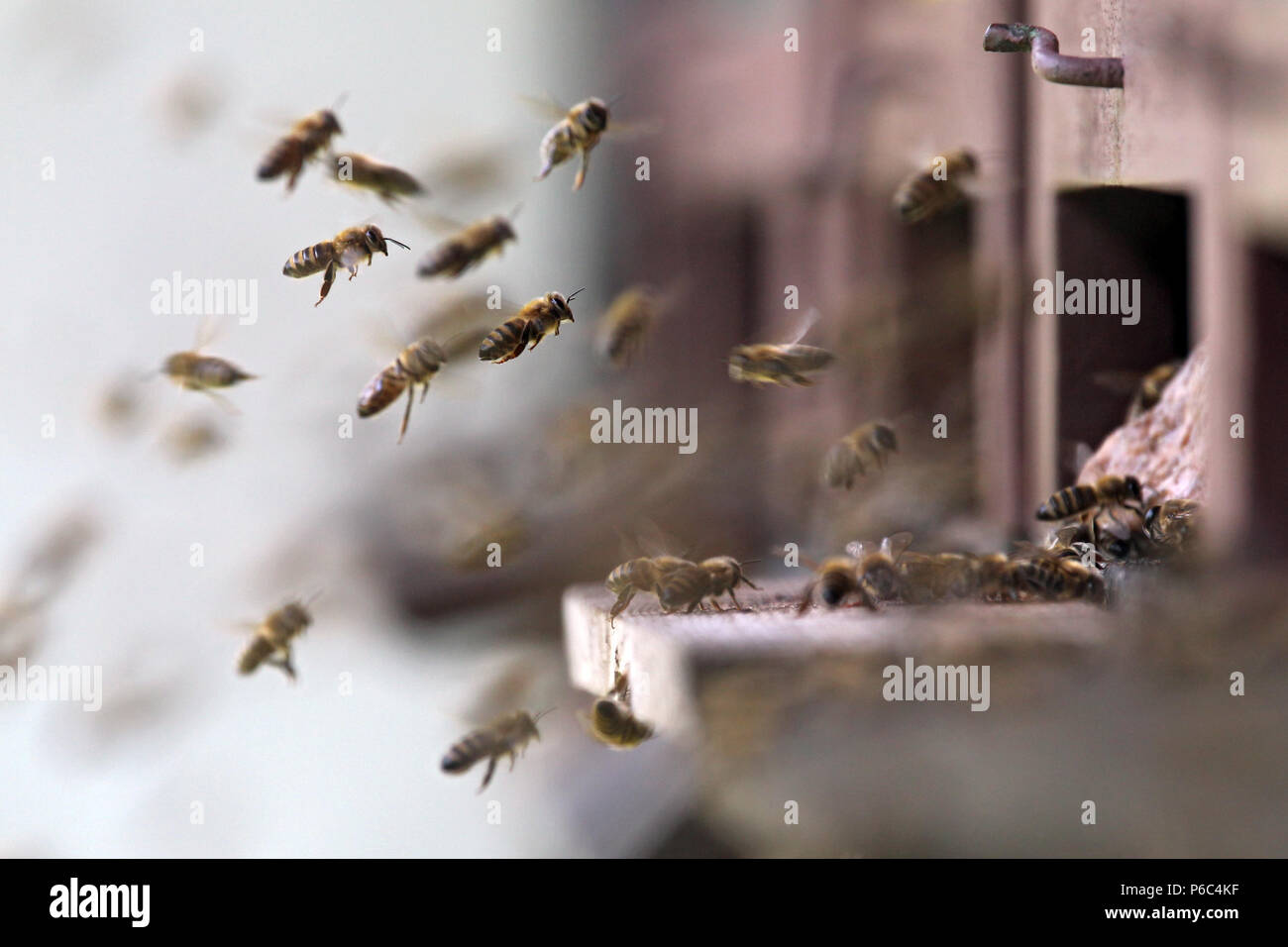 Graditz, Allemagne - les abeilles du miel qui approchent de leur ruche Banque D'Images