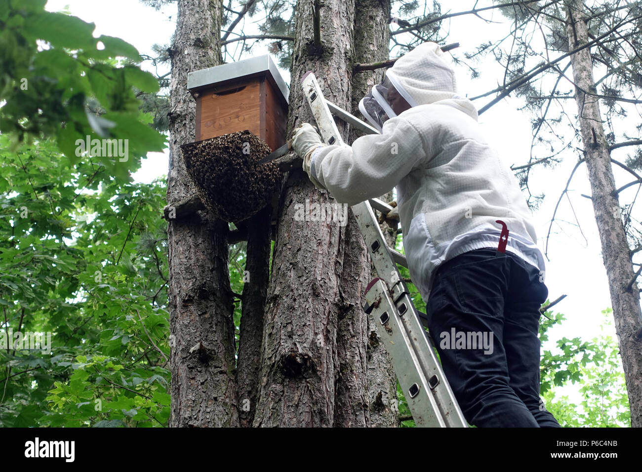 Berlin, Allemagne - apiculteur inspecte un essaim d'abeilles fixé en dessous d'un essaimage fort Banque D'Images