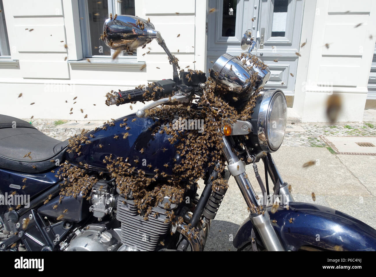 Berlin Kreuzberg, un essaim d'abeilles s'est assis sur une moto et il est pris Banque D'Images