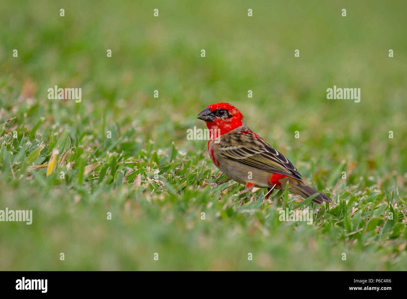 (Foudia madagascariensis Red Fody) assis dans l'herbe sur Praslin, Seychelles dans l'Océan Indien. Banque D'Images