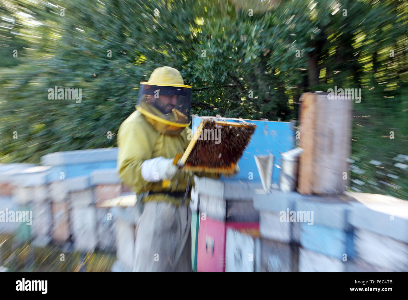 Castel Girogio, Italie, apiculteur professionnel inspecte un nid Banque D'Images