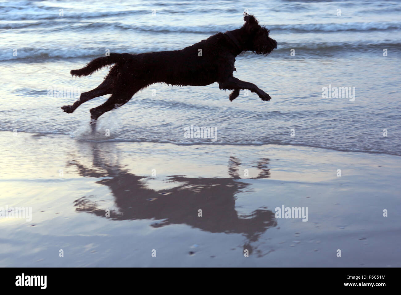 Wustrow, Allemagne - Grand Basset Griffon vendéen est monté libre sur la plage Banque D'Images