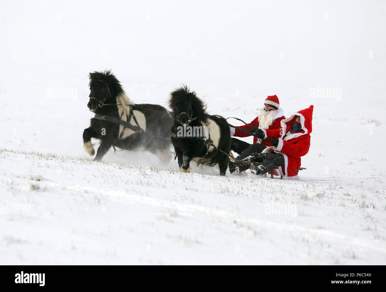 Oberoderwitz, habillés en femmes hommes Noël faire une promenade en traîneau avec leurs poneys Shetland Banque D'Images