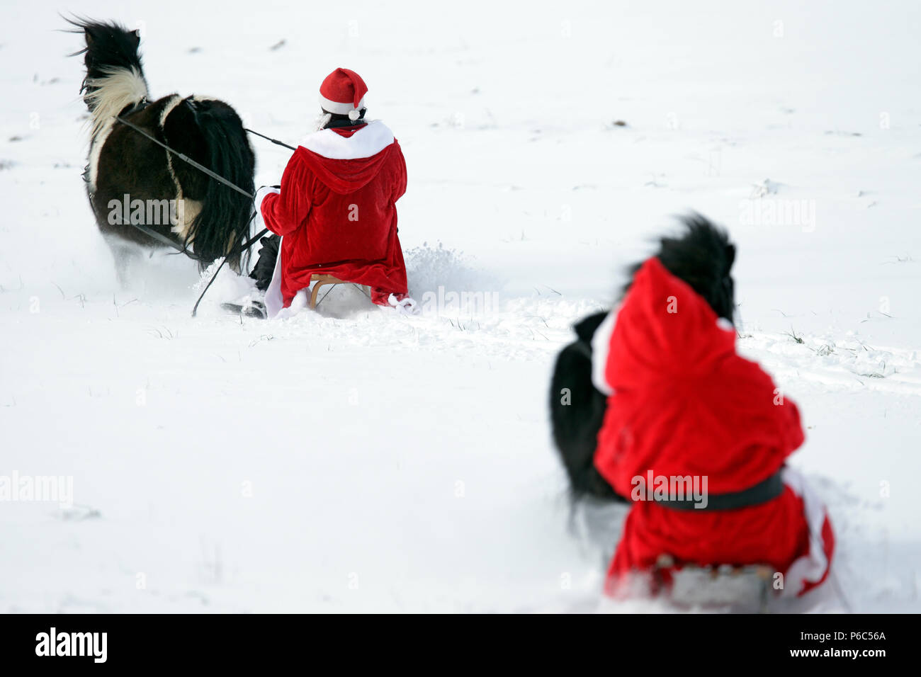 Oberoderwitz, habillés en femmes hommes Noël faire une promenade en traîneau avec leurs poneys Shetland Banque D'Images