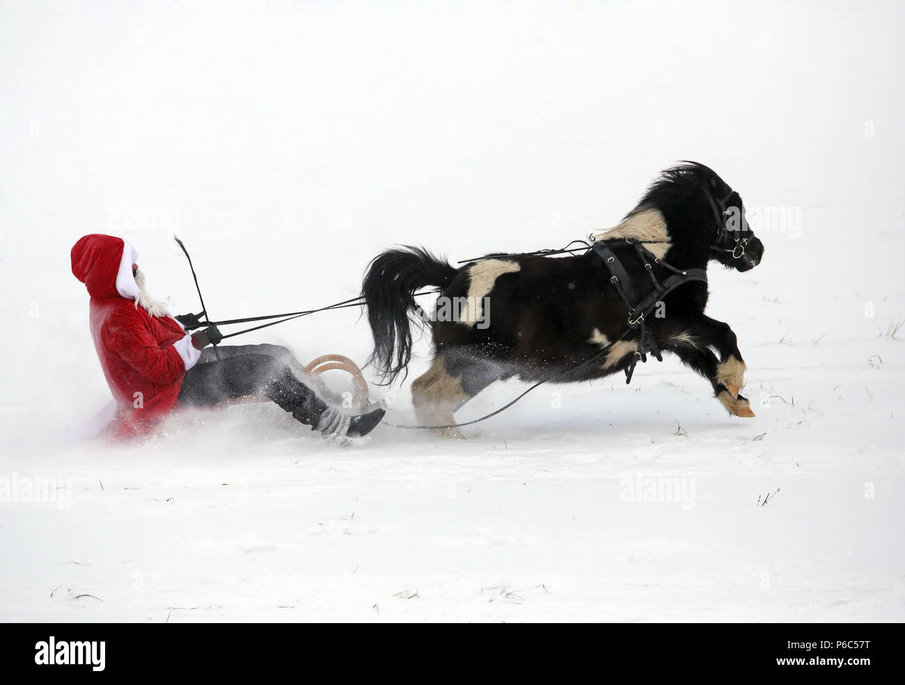 Oberoderwitz, le père Noël fait une promenade en traîneau avec son poney Shetland Banque D'Images