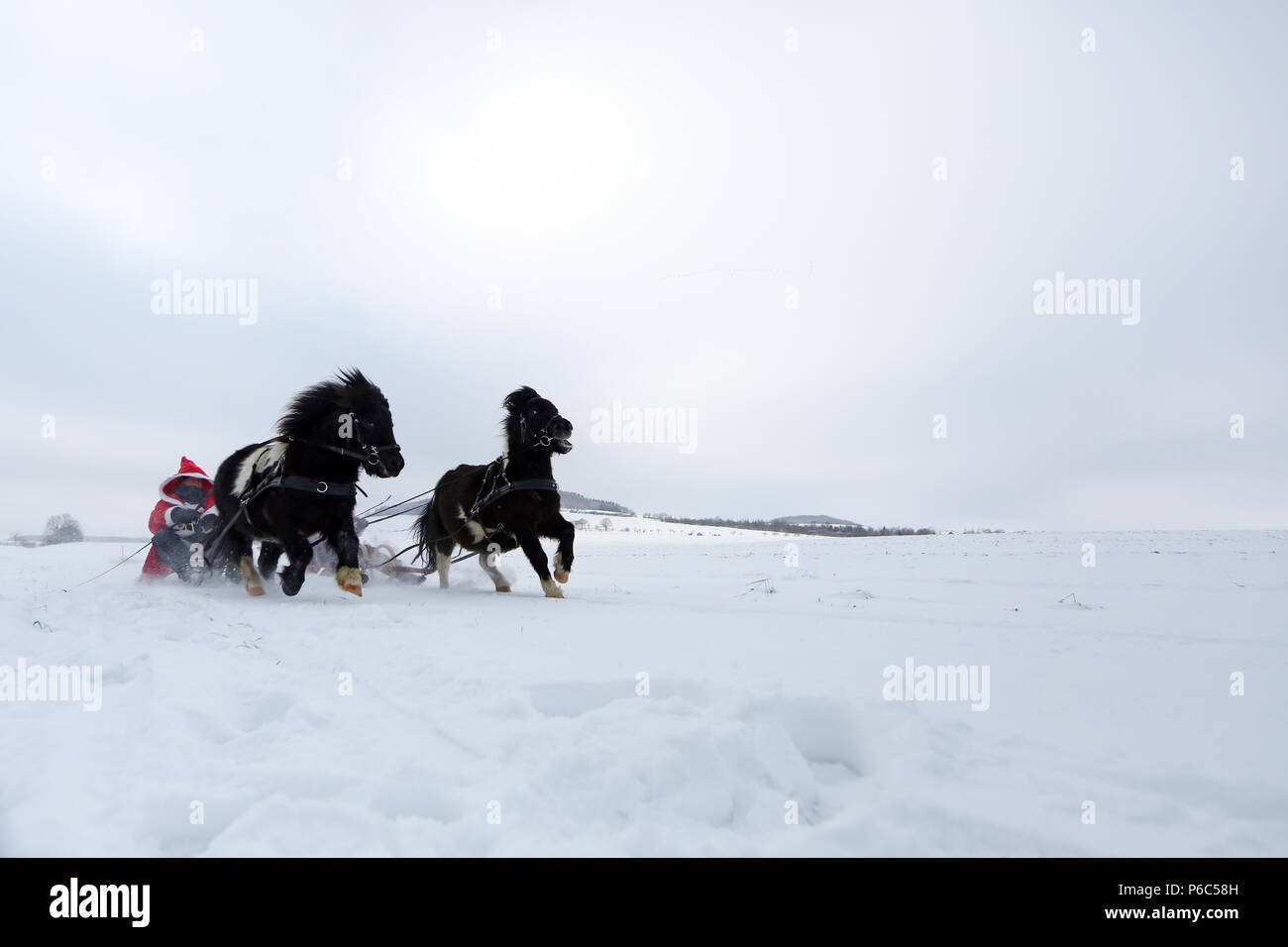 Oberoderwitz, habillés en femmes hommes Noël faire une promenade en traîneau avec leurs poneys Shetland Banque D'Images