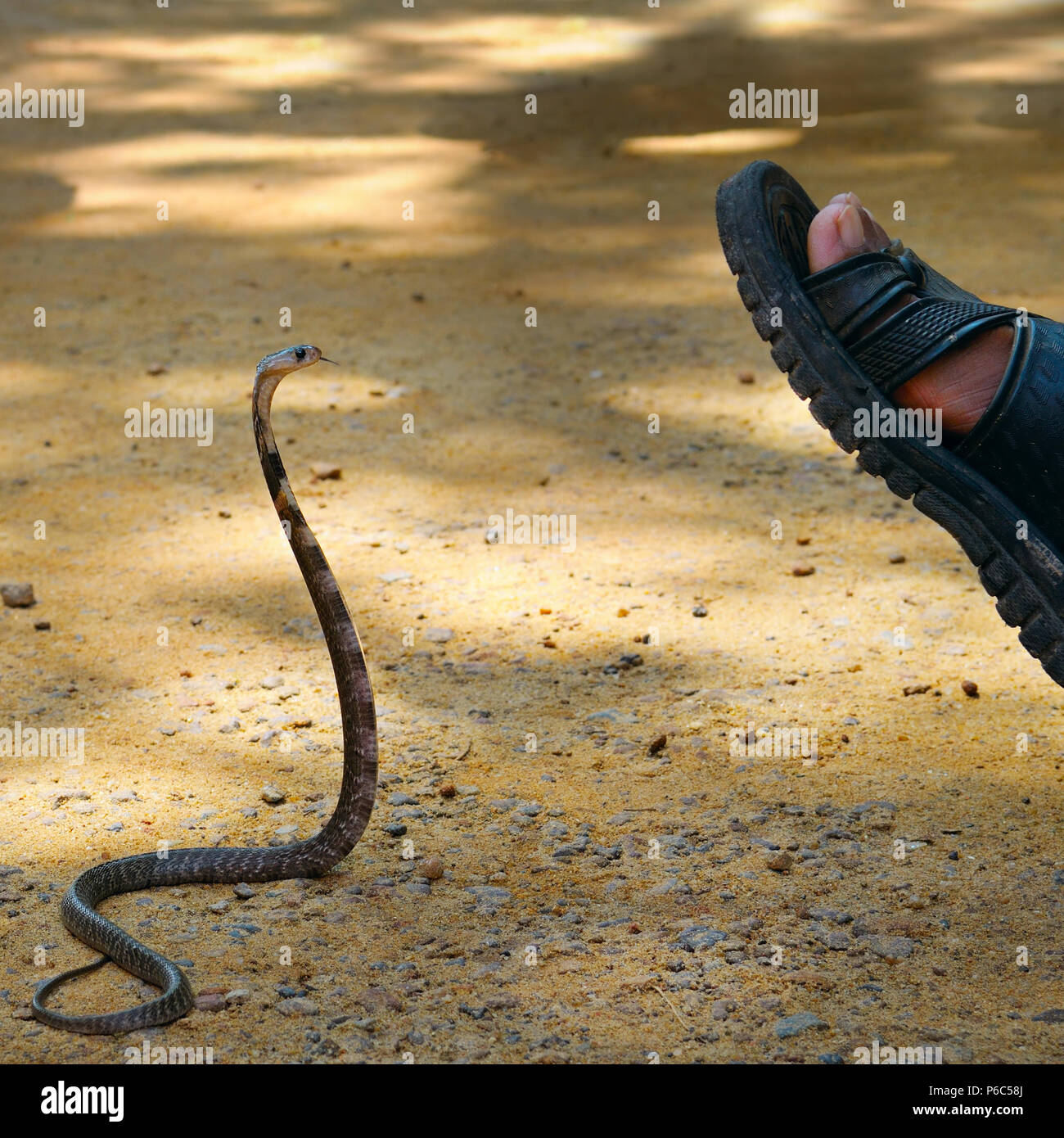 L'homme attaque king cobra Banque D'Images