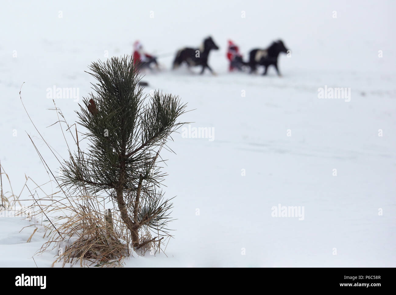 Oberoderwitz, habillés en femmes hommes Noël faire une promenade en traîneau avec leurs poneys Shetland Banque D'Images